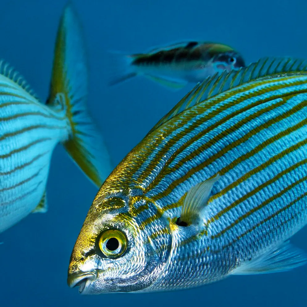 Halluzinationen wie auf LSD. Vorsicht bei der Menüwahl – diese Fische wirken wie Drogen