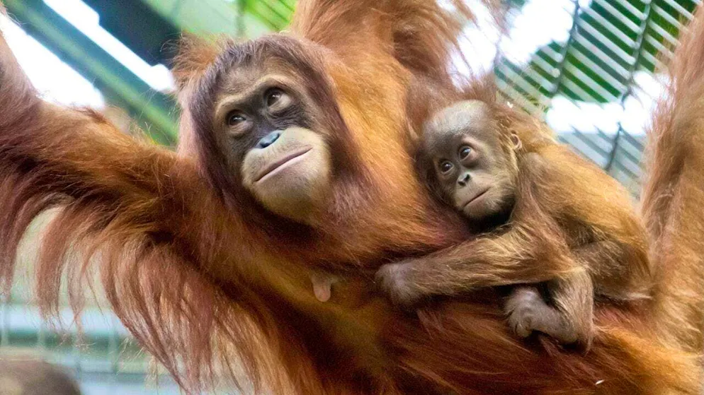 When it comes to nutrition, humans could learn something from orangutans. (archive picture)