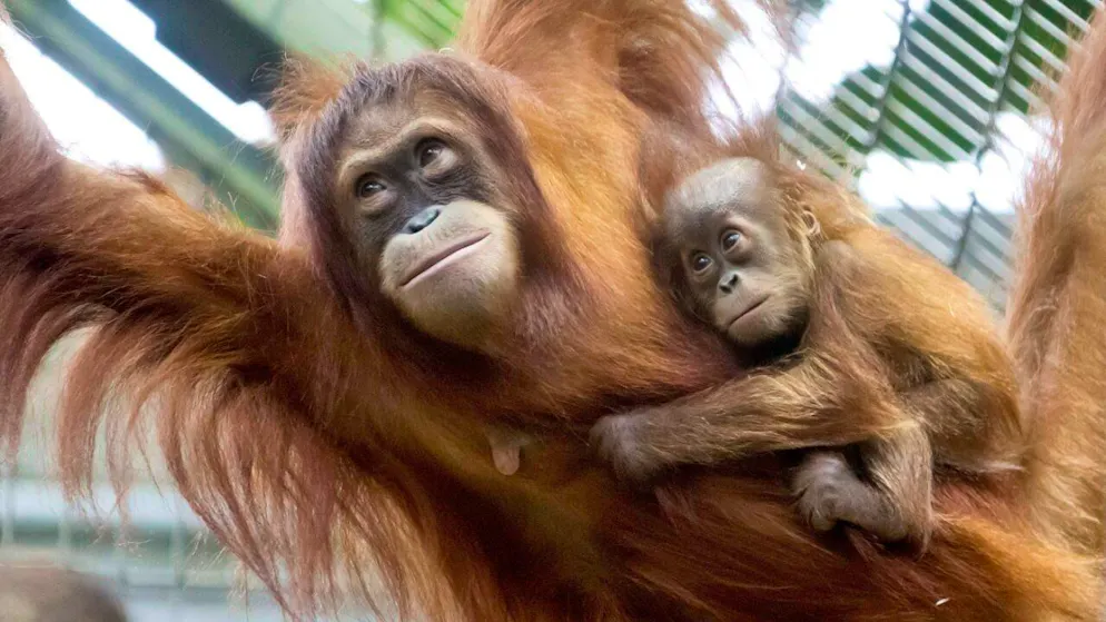 In Sachen Ernährung könnten Menschen von Orang-Utans etwas lernen. (Archivbild)