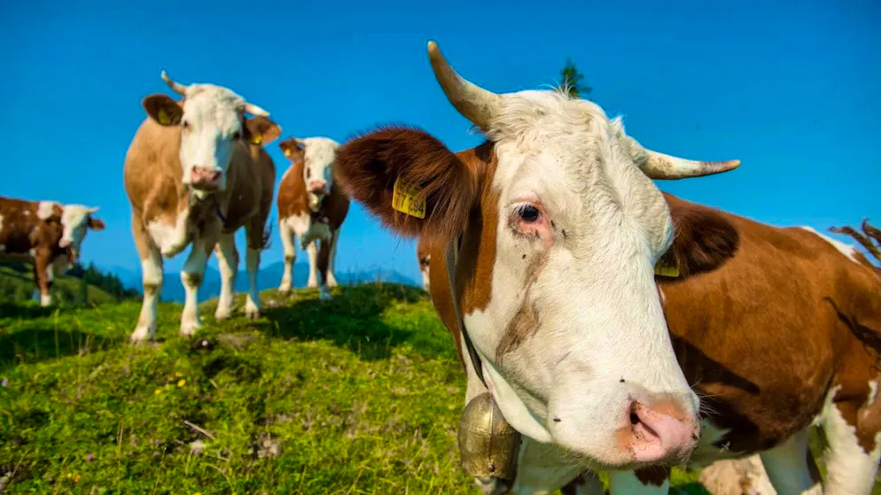 More than a hundred cattle and calves have been stolen in Germany.