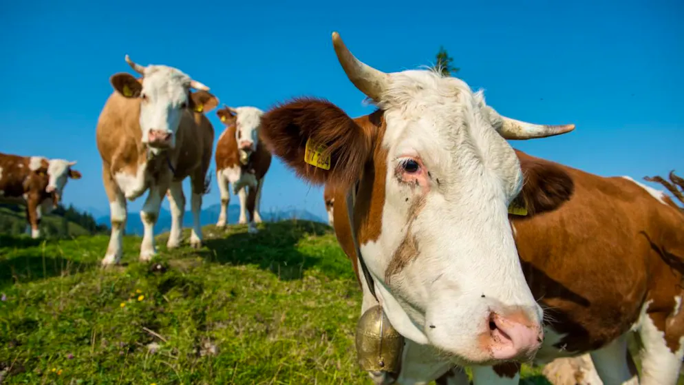 Com'è successo?. Grandi furti di bestiame in Germania: in pochi giorni scomparsi oltre 100 bovini
