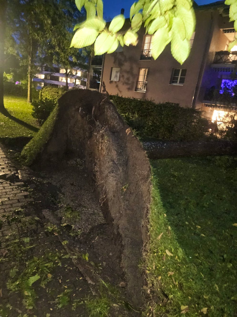 Spuren einer Baum-Entwurzelung in Cham ZG.