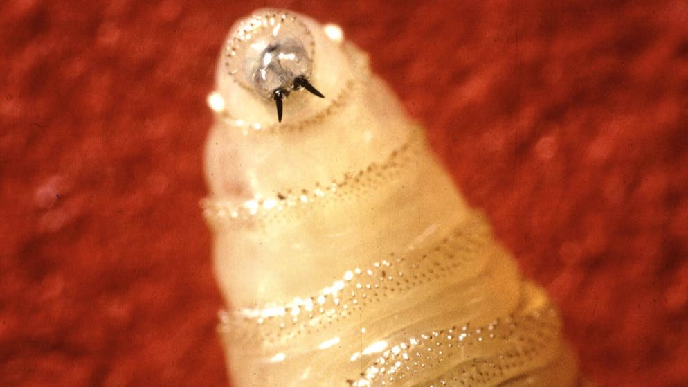 Carnivorous maggots. Return of the screwworm fly - USA fears introduction