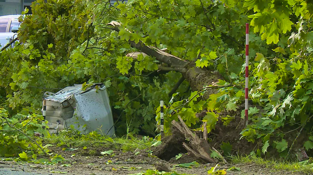 Neftenbach. In the accident, the truck crashed into a row of trees.