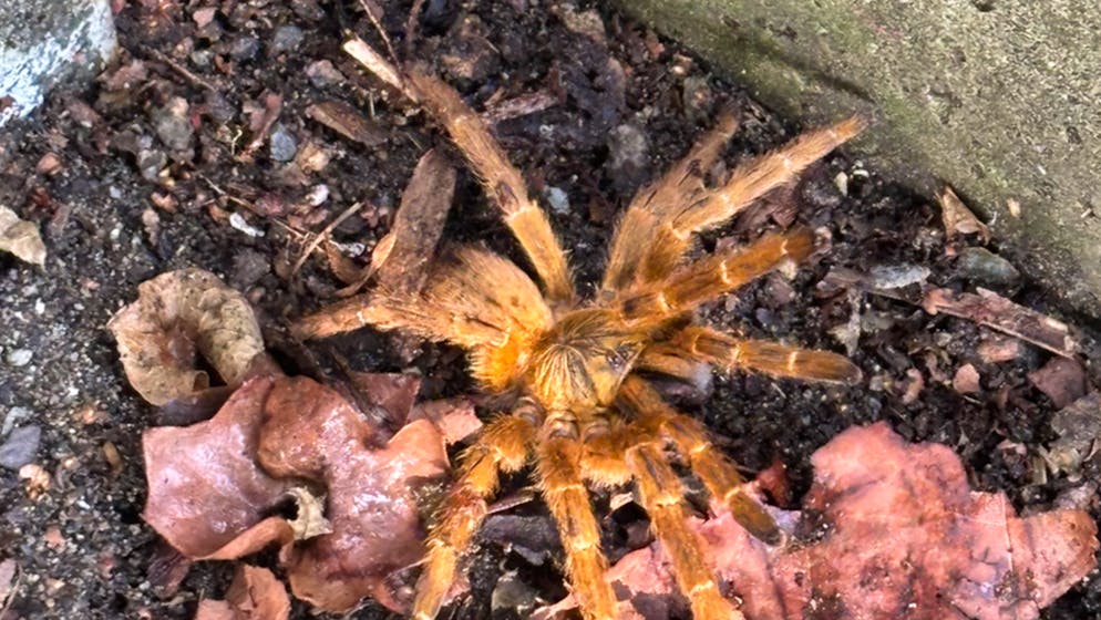 La tarantola trovata a Carasso