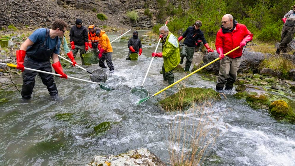 Contaminated River Spöl. National park relocates 12,000 fish