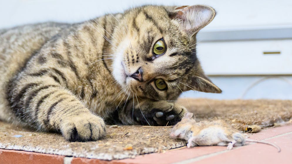 Autodestruction, deuil.... Face à la mort, les animaux ont des réactions stupéfiantes !