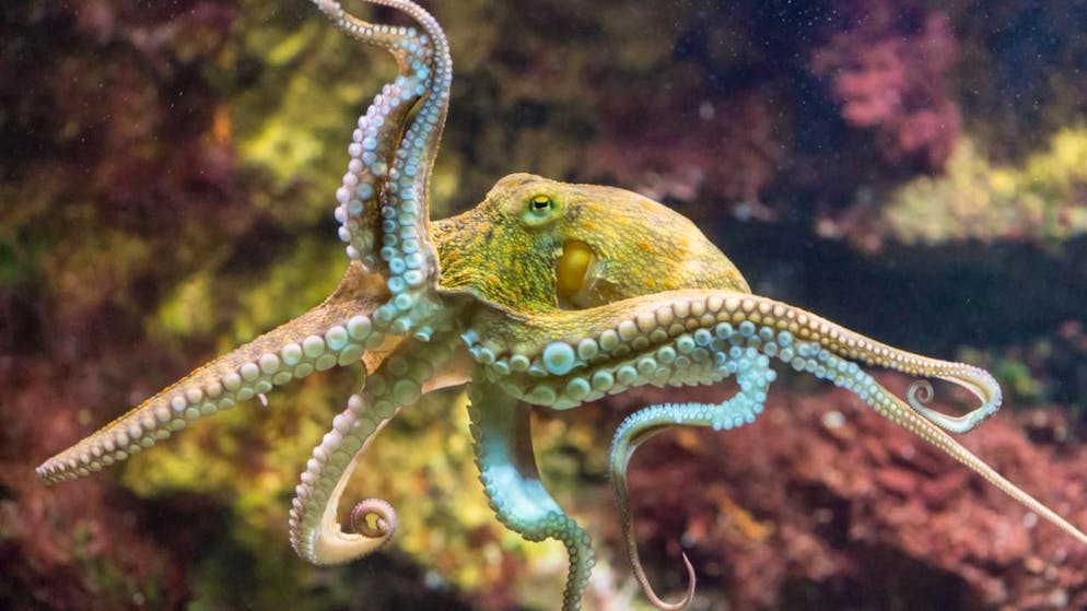 Acht Arme und kein Knoten. Darum könnten Oktopusse Vorbilder für Roboter sein
