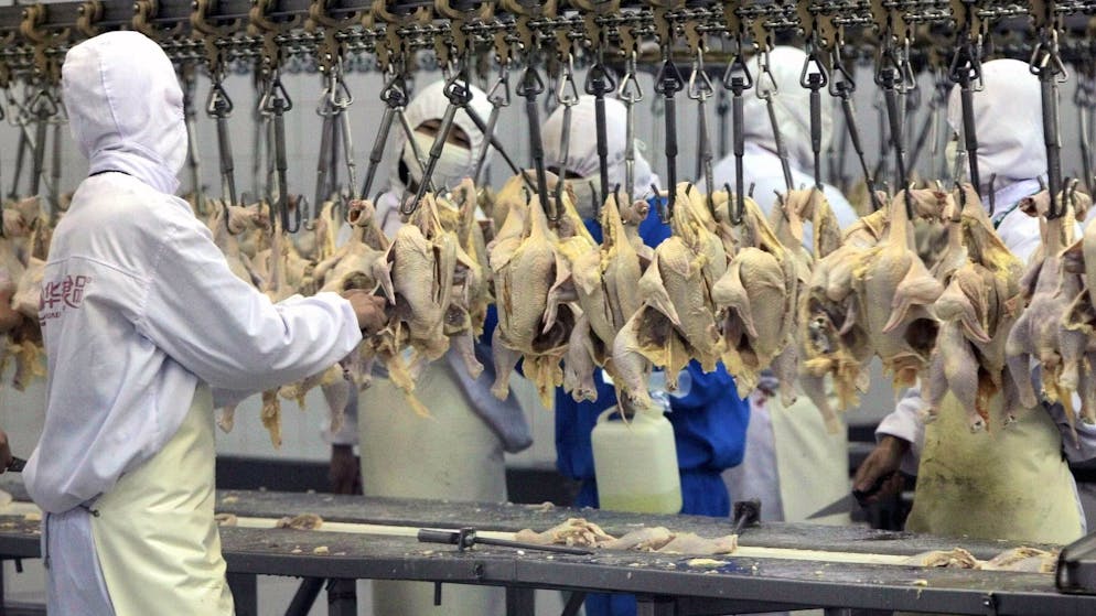 Federal Council wants to allow US imports. Harmless chicken or chemical hazard - what's really behind the chlorinated chicken