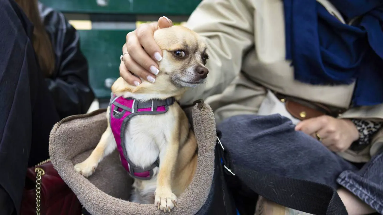 Psychology. A family dog often means an additional burden for women