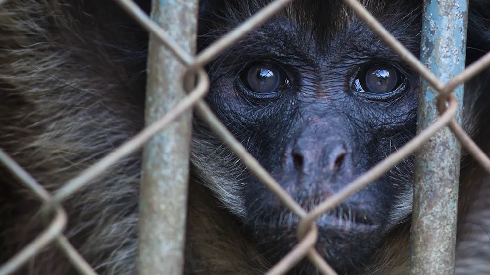 Rekord-Razzia gegen Tierhandel. Tukane, Aras und Affen – über 700 Exoten befreit