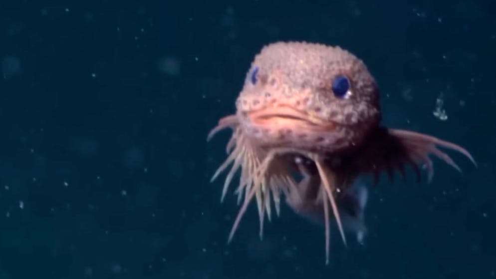 New deep-sea fish species. Pink humphead snailfish goes viral