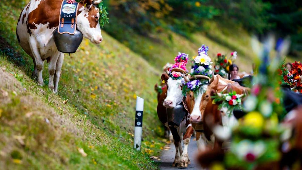 La tradition en prend un coup. Annulées ou sans vaches: les désalpes composent avec la dermatose