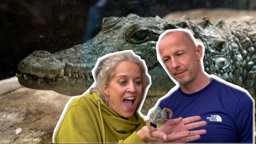 Crocodile above the living room. Probably the most unusual animal expert in Switzerland