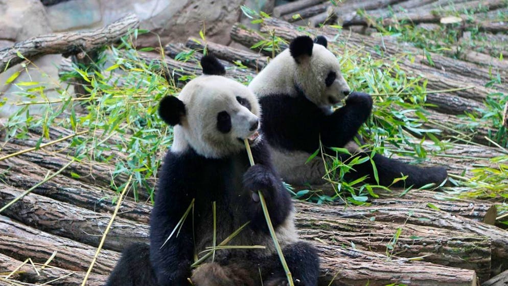 Zoo de Beauval. Les pandas retournent en Chine pour raison de santé