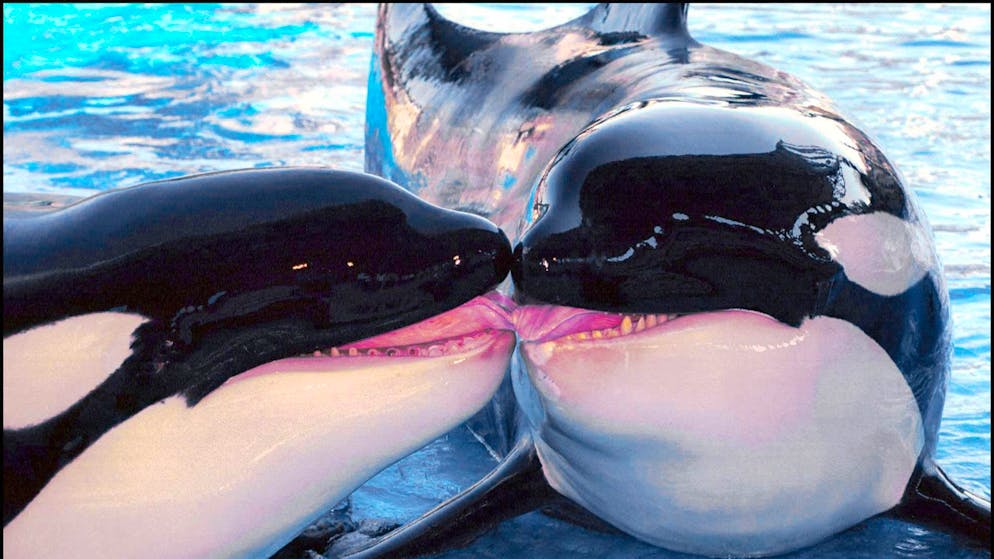 Unglaubliche Aufnahmen. Orca sagt «Hallo» und «Tschüss» – und sorgt damit für Staunen bei Forschern