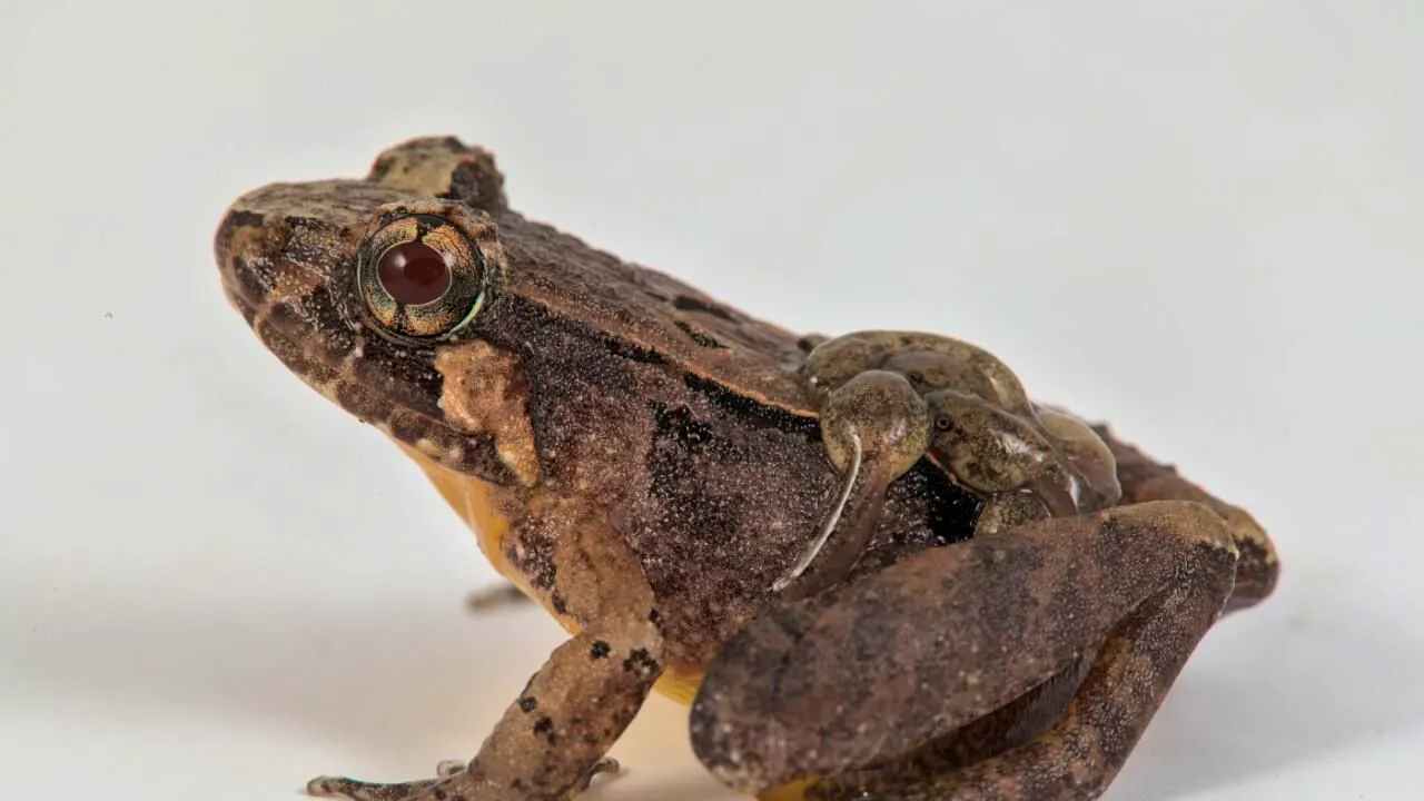 Biology. Bernese researchers discover eight new frog species in Borneo