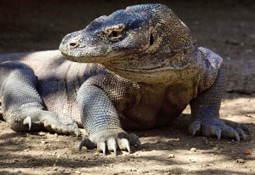 «Miami Indonesia»: isole da sogno nel mirino degli investitori. I draghi di Komodo sono ufficialmente classificati come specie «in pericolo». (foto d'archivio)