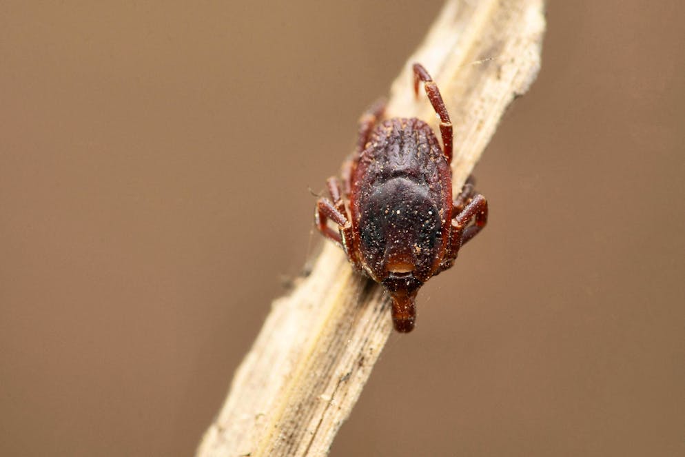 Le zecche Hyalomma sono considerate vettori.