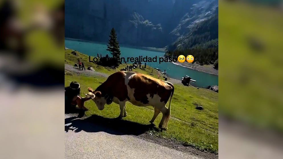 Guarda il video. Momento da brivido al lago di Oeschinen: influencer attaccata da una mucca