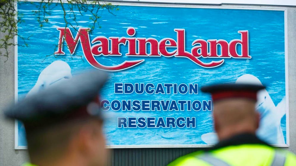 Les dernières encore en captivité. Le Canada empêche Marineland d'envoyer ses baleines en Chine
