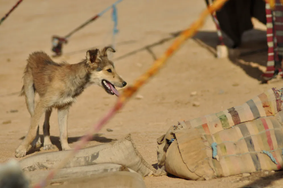 Le malheureux revenait d'un voyage au Maghreb, il a probablement été contaminé par une morsure de chien. (image d'illustration)