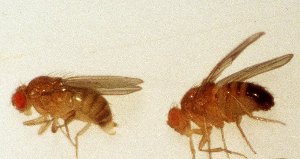 Le chiese sono particolarmente propizie per diventare dei rifugi di mosche, per via dei loro sottotetti con molteplici punti d'ingresso. 