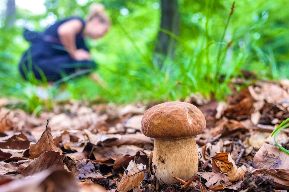 A coveted commodity thanks to social media: a porcini mushroom.