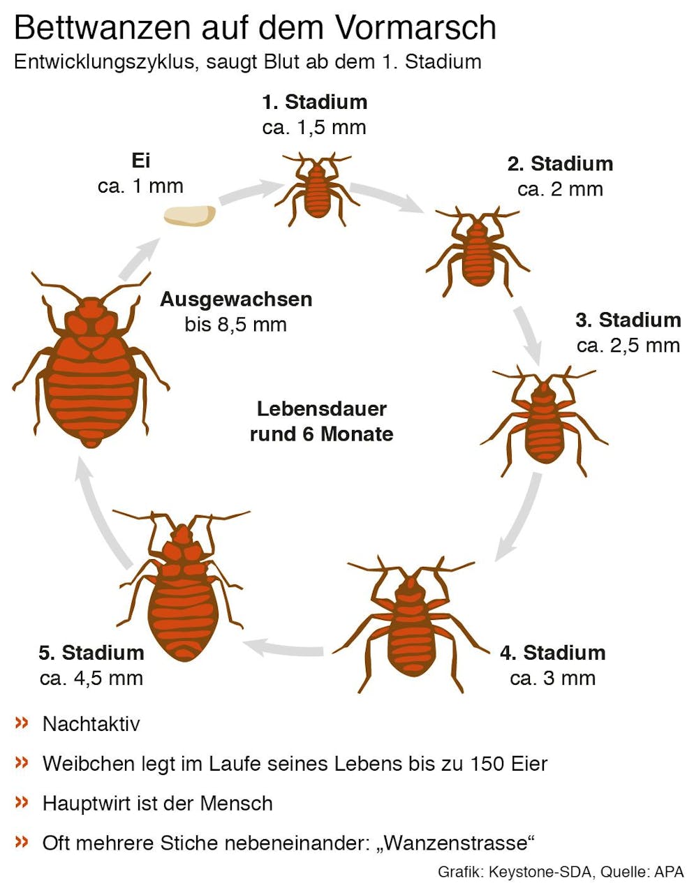 Ein Befall lässt sich gut an kleinen schwarzen Punkten (den Kotspuren der Bettwanzen) erkennen.