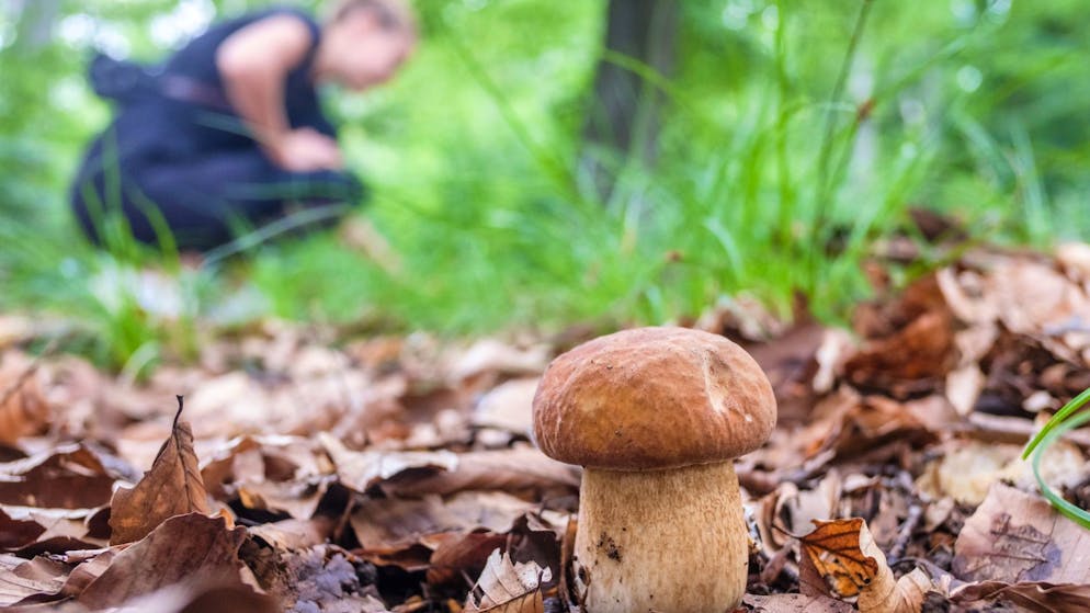 Nicht wegschmeissen!. So machst du Steinpilze länger haltbar
