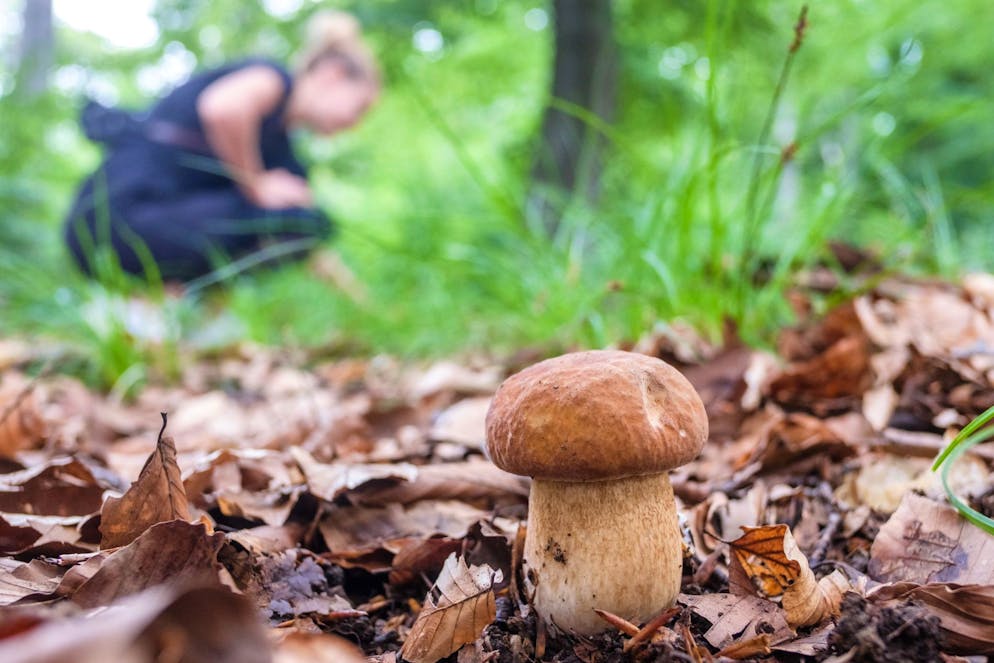 Dank Social Media ein begehrtes Gut: ein Steinpilz.