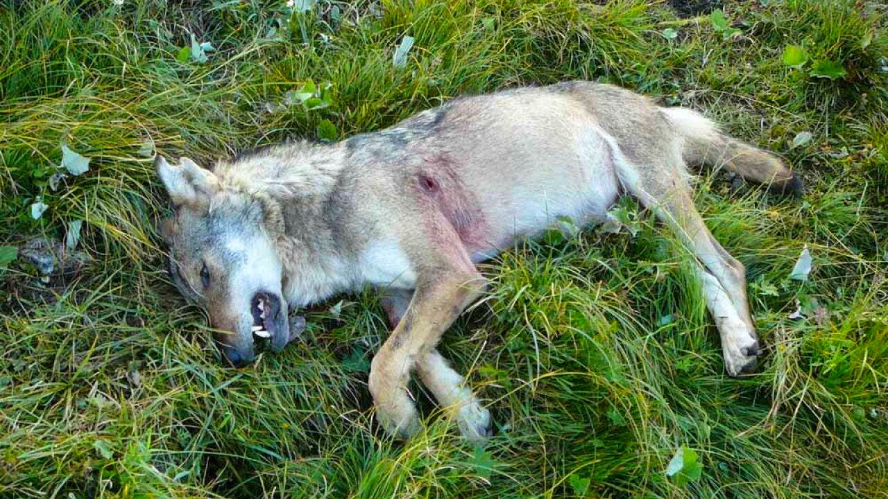 Wolf. Graubünden has already killed 14 wolves in September