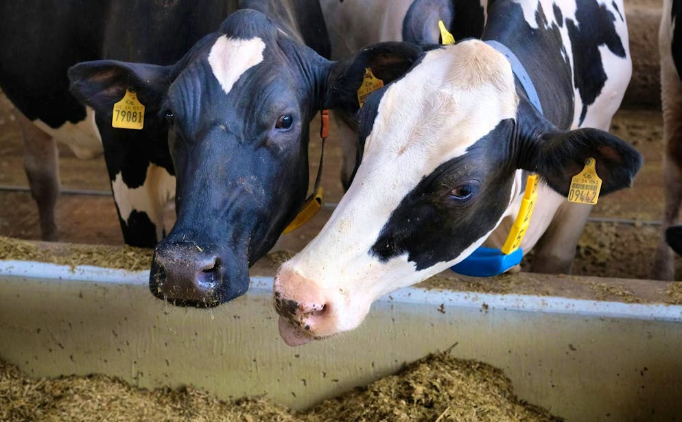 Despite being in good health, thousands of dairy cows could be slaughtered prematurely.