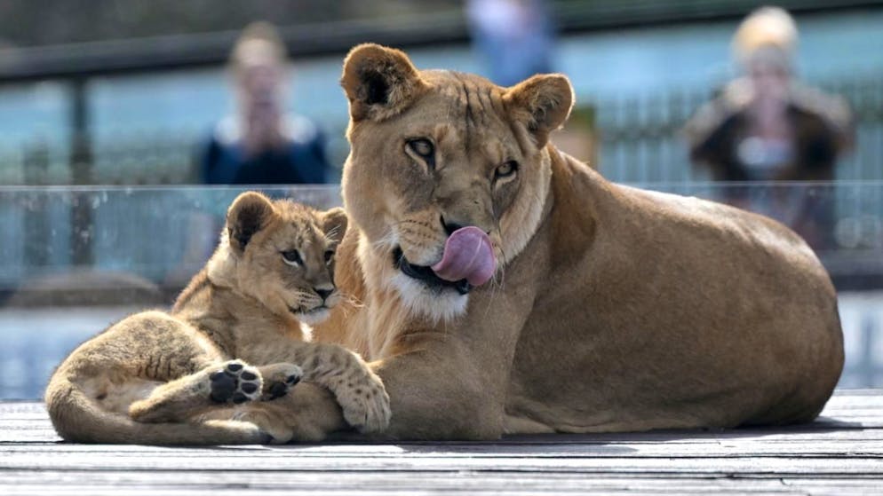 In Thailandia vi sono sempre più leoni «domestici».