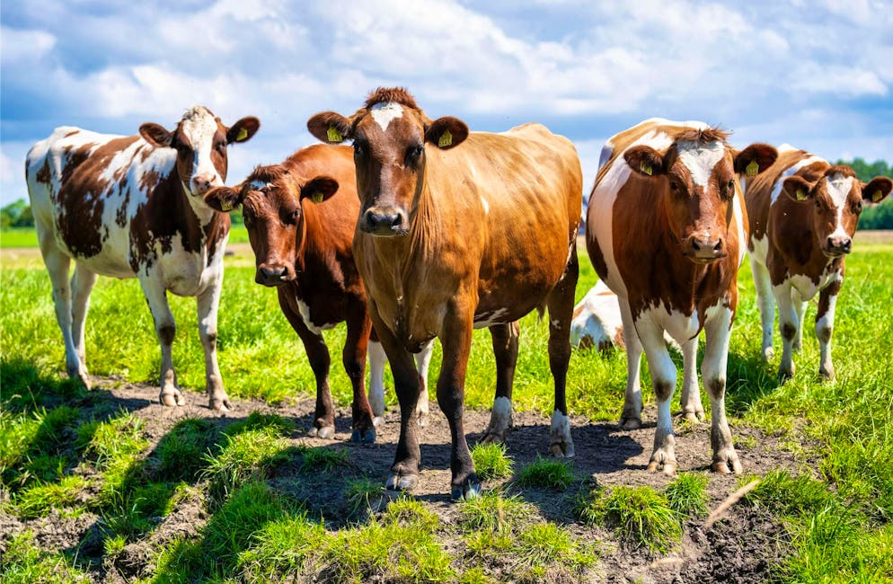 L'eccedenza di latte dovuta al forte calo delle vendite di formaggio negli Stati Uniti a causa delle sovrattasse doganali ha raggiunto il 5% (immagine d'archivio).