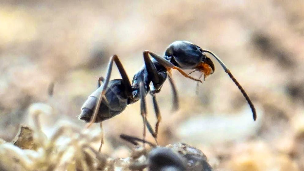 In experiments, researchers found that making yogurt with live ants works best. (archive picture)