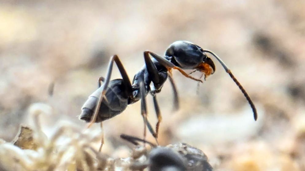 In Versuchen fanden Forschende heraus, dass die Herstellung von Joghurt mit lebenden Ameisen am besten funktioniert. (Archivbild)