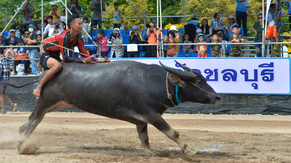 La curiosità. Da animali da lavoro a star delle gare, ecco il fenomeno dei bufali thailandesi