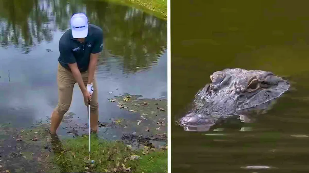 Schlag unter Druck. Profi-Golfer Vince Whaley spielt mit Alligator im Rücken