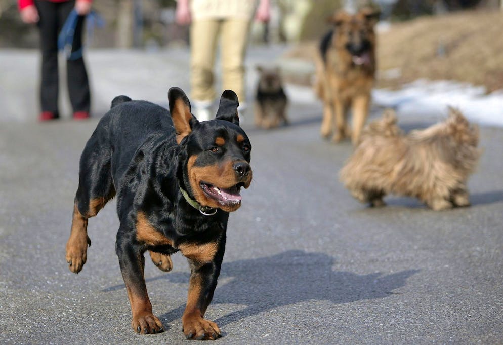 La communication de la police cantonale valaisanne concernant l'attaque d'un chien sur un enfant de sept ans en novembre 2024 dans le Haut-Valais soulève des questions (photo d’illustration).