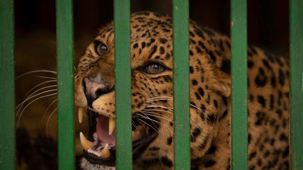 Un léopard a provoqué la panique dans un complexe hôtelier de la province de Java, en Indonésie,  où il errait. Il a pu être capturé, sans dommage (Photo d'illustration).