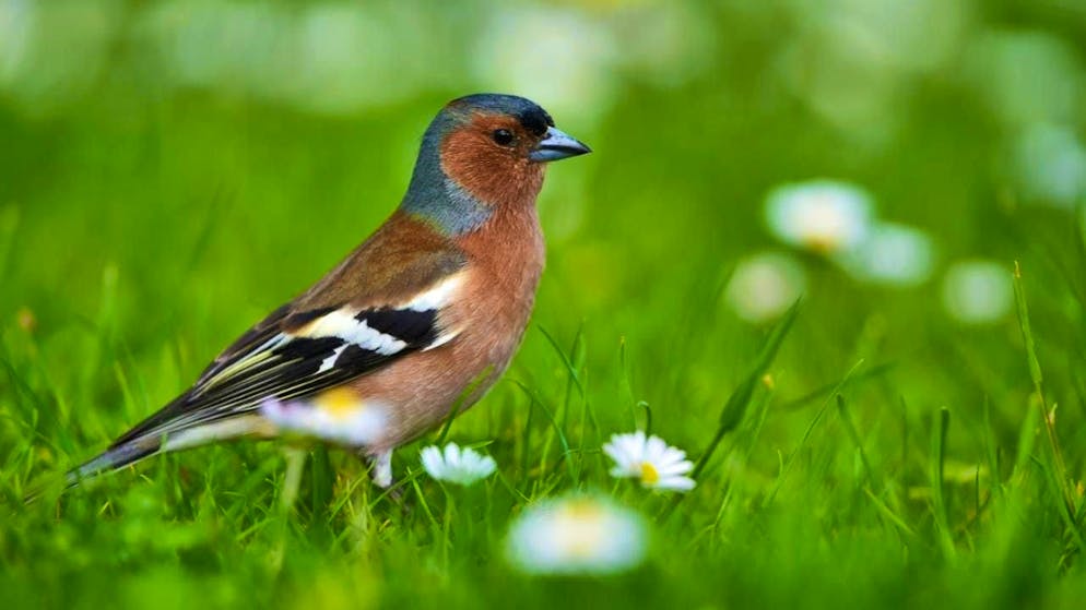 The birdwatchers counted over 10,000 chaffinches. (archive picture)