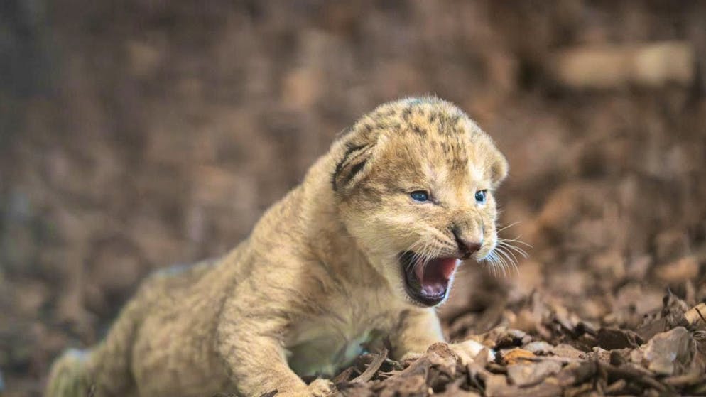 A lion cub was born at Walter Zoo in Gossau SG on Wednesday.