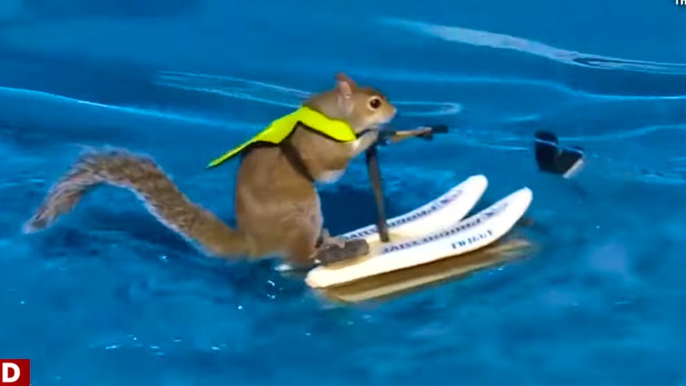 Una lunga tradizione. Twiggy, lo scoiattolo sciatore: ecco perché grandi e piccoli restano a bocca aperta