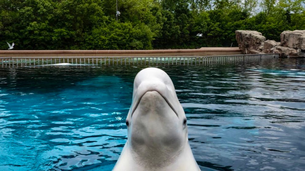 Uno dei beluga nel parco dell'Ontario.