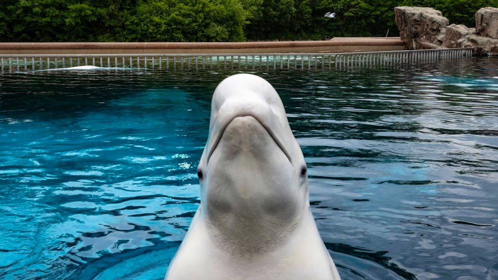 Un des bélugas du parc Marineland du Canada en 2023.
