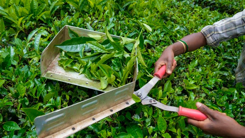 Einbussen bei der Teeernte in Indien: Im Hügelland von Darjeeling wurden mehr als 950 Hektar durch Überschwemmungen verwüstet. (Symbolbild)
