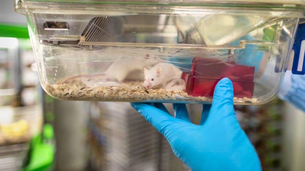 Un divieto totale degli esperimenti sugli animali avrebbe conseguenze gravi per la ricerca e la salute, secondo il Consiglio federale.