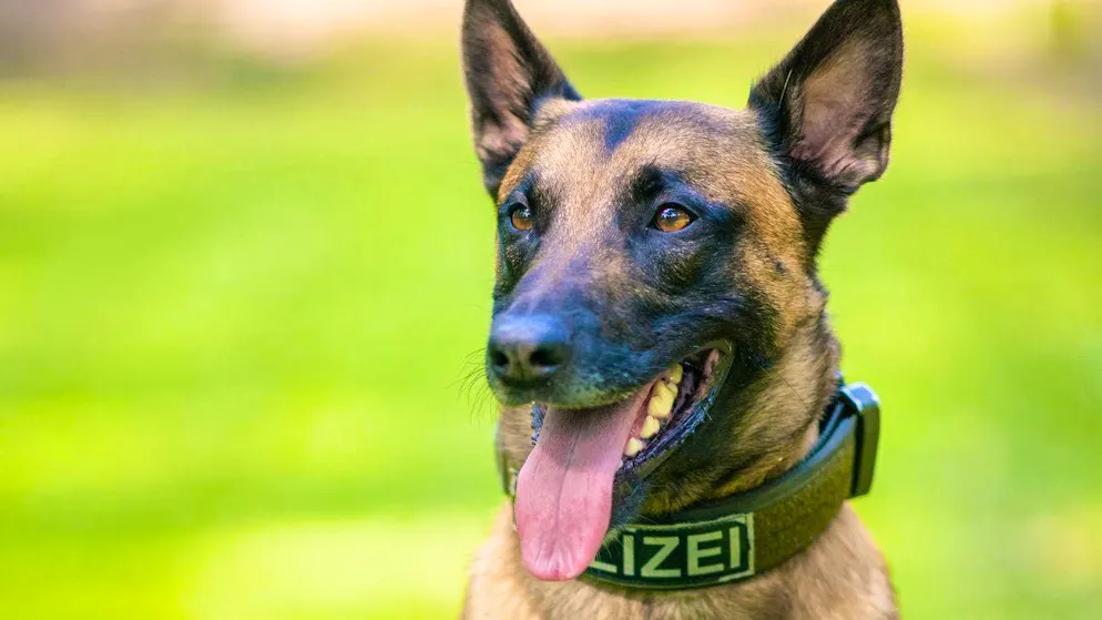 Incidente nell'Alto Vallese. Cane da guardia ferisce in modo grave un bimbo, ma la polizia relativizza. Ecco cosa si sa