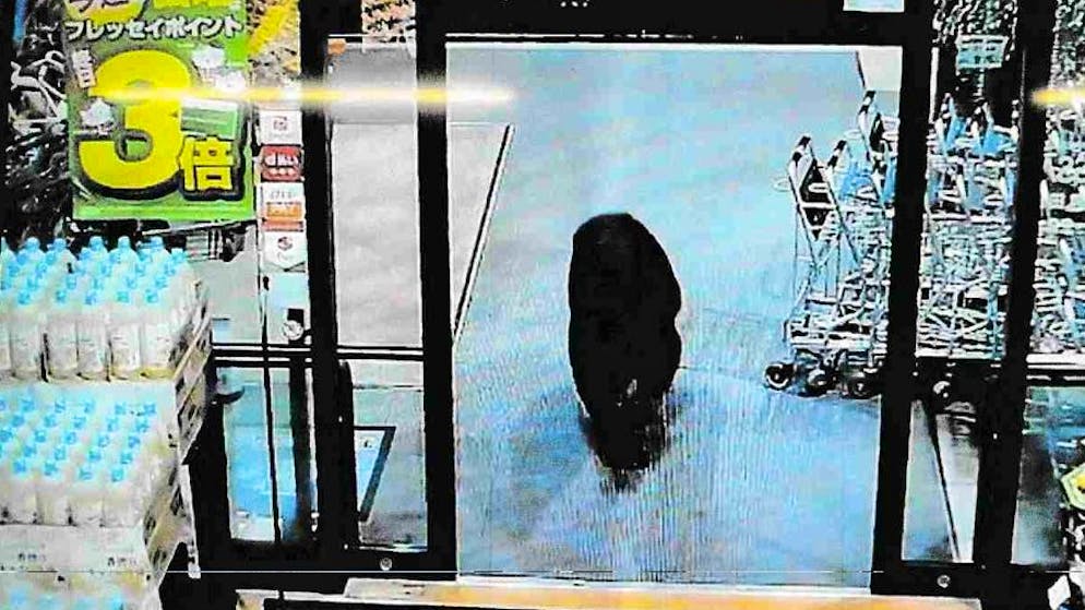 «Er kam durch den Haupteingang». Bär randaliert im Supermarkt und verletzt zwei Menschen
